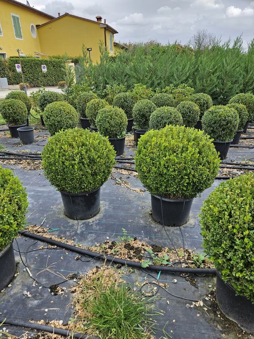 Buxus globular toate dimensiunile calitate extra