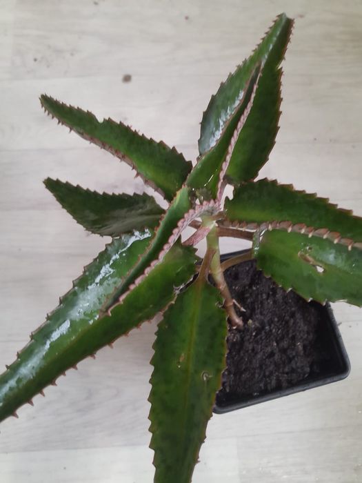 Разные комнатные цветы продаю