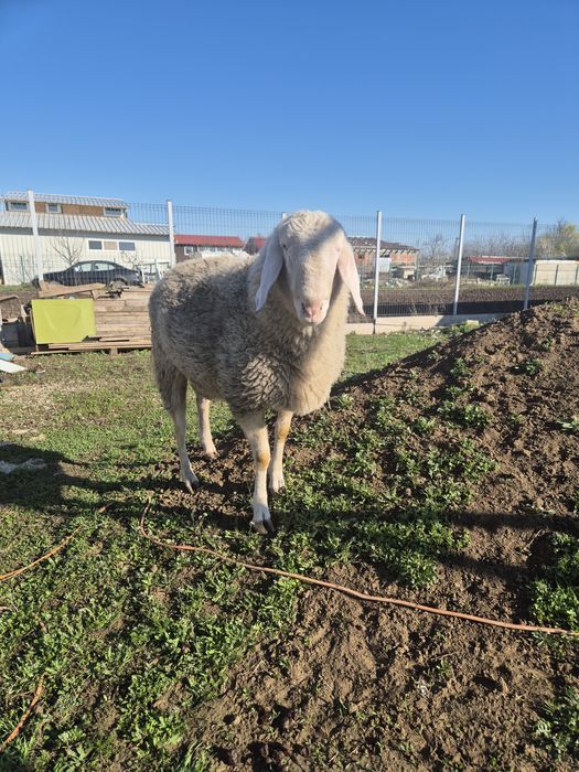 Berbec bergamasca 1,4luni