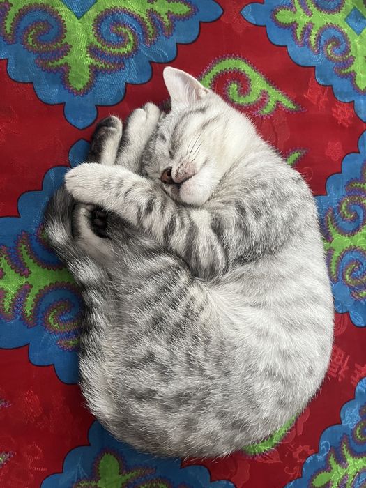 Мысық сатыладыы 3-4 айлык