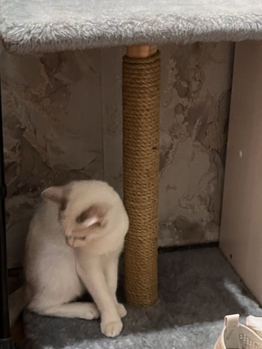 Отдам котенка бесплатно