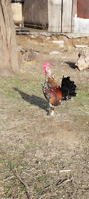 Карликовая парочка