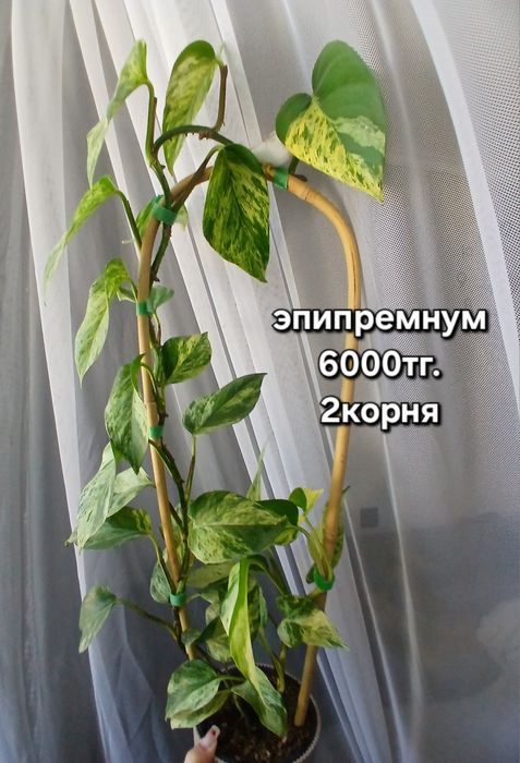Монстера очень пышная