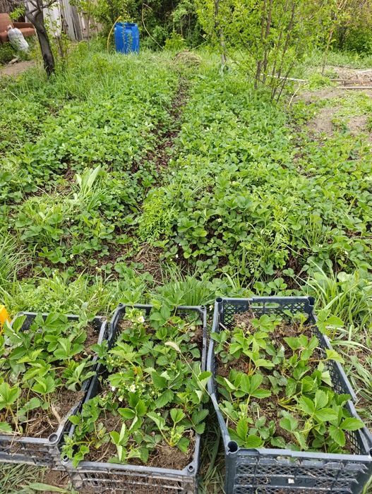 Рассада клубники