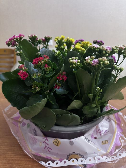 Комнатное растение