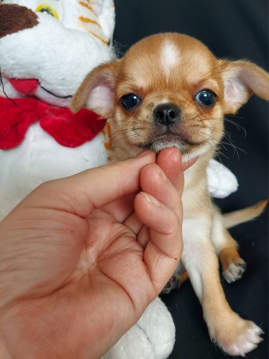 Продаю щенков чихуахуа