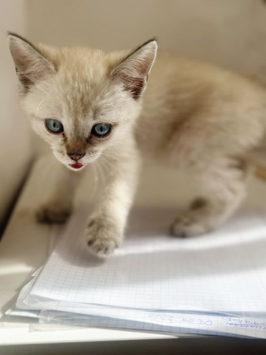 Отдам котенка беслптано