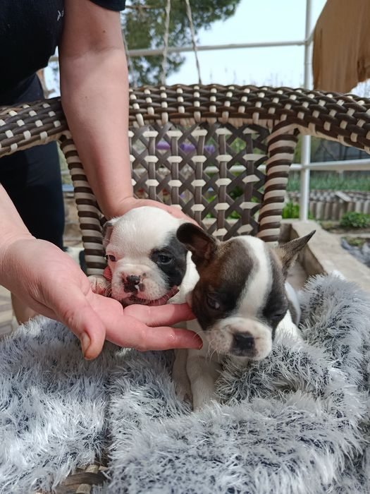 Французские бульдоги