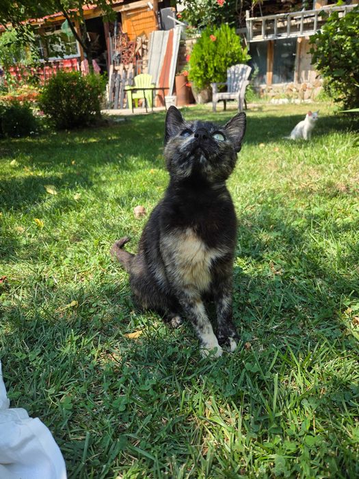 Подарявам шарена котка