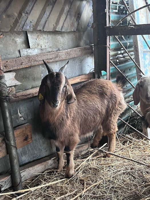 Сельскохозяйственные животные