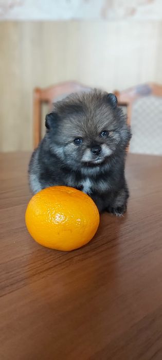 Шпицы мальчики и девочки