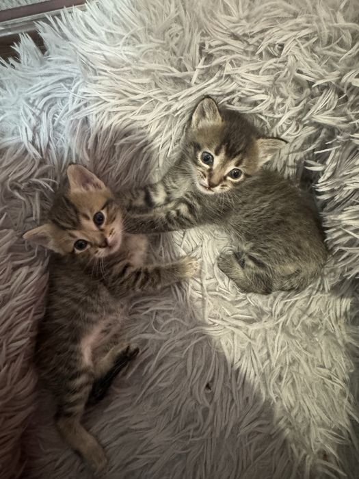 Котята в добрые руки!!!