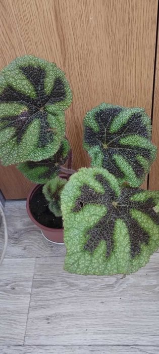 Цветя за продажба!