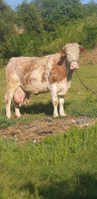 Vând Vacă Belgiană Roșie talie mare  (22 -25 L lapte)garantat cu proba de muls + Vițel de 5 săptămâni ,