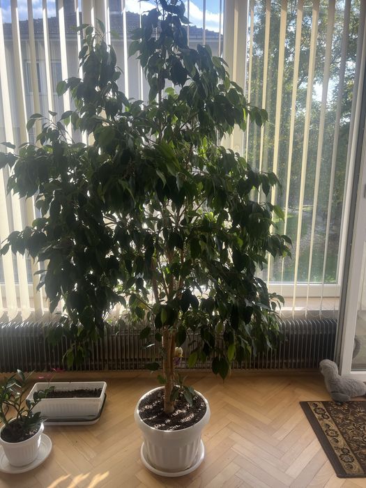 Бенджамин бенджамин