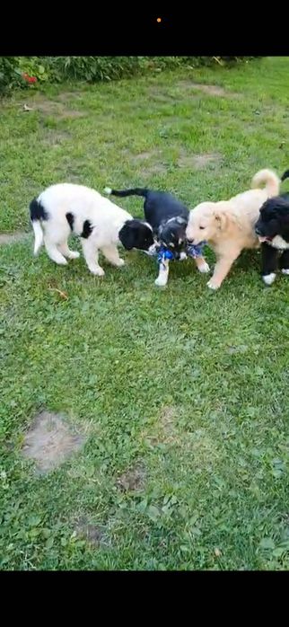 dăm spre adopție Puiuți adorabili