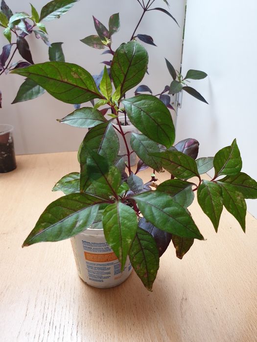 Экзотическое растение Альтернантера