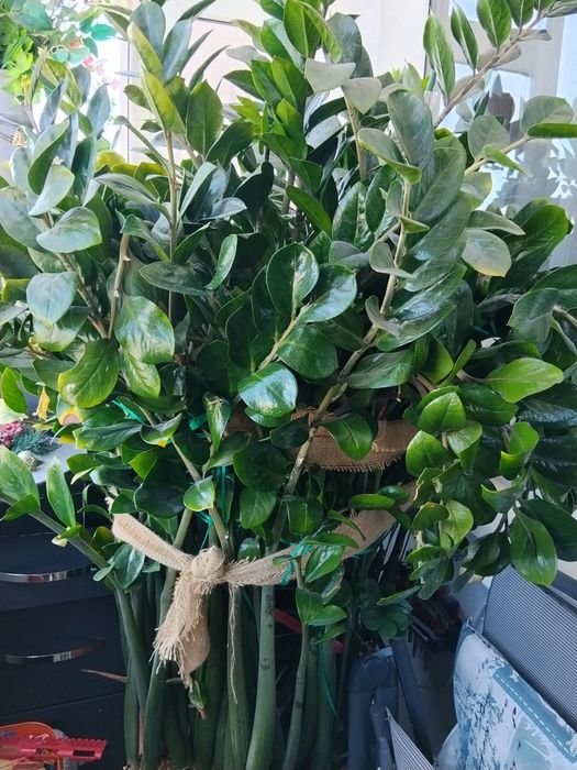 De vânzare planta norocului sau pomul cu bani