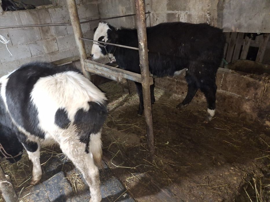 Срочно продам 290 торг малый