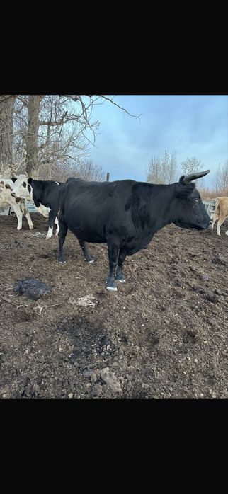 Продается Коровы