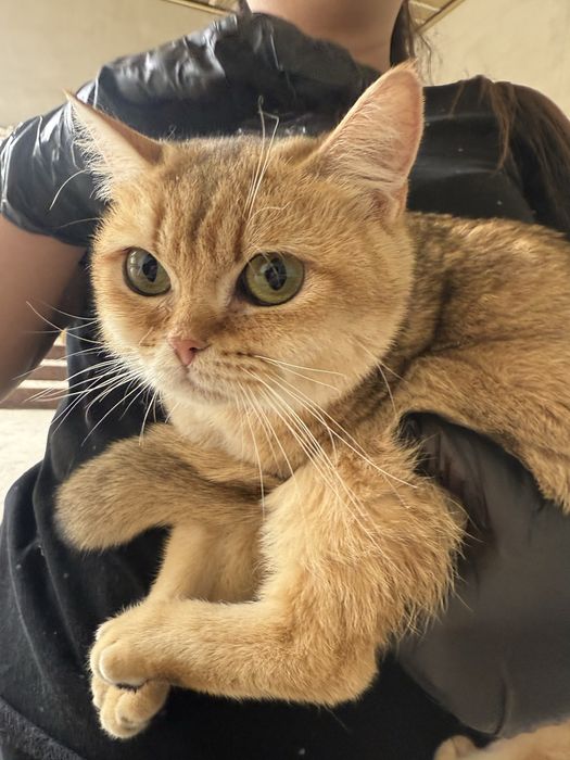 Кошка шиншиллааа