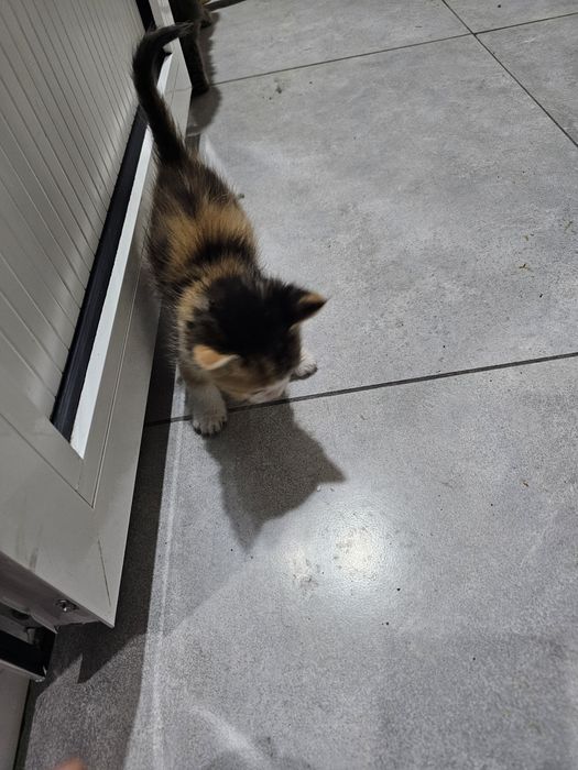 mushuklar 7 dona bolasi tekinga