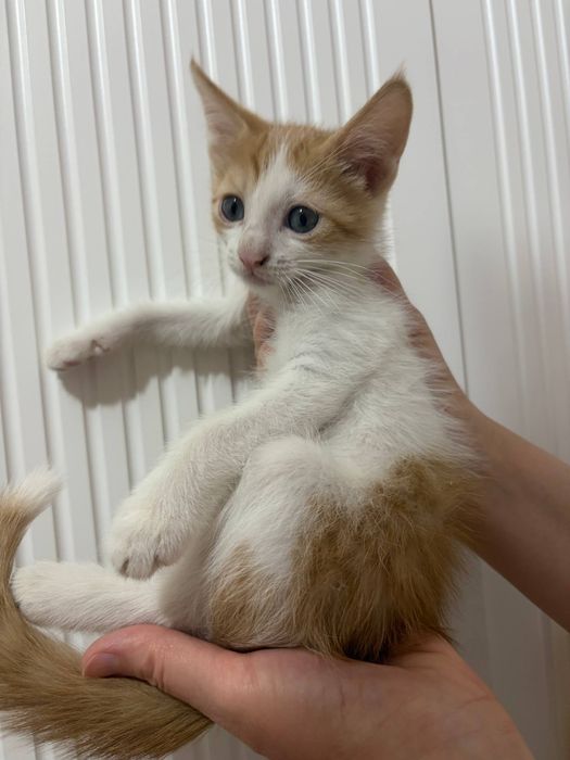 Продаются Котята рыжие добрые