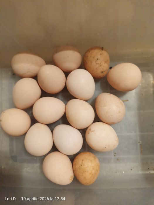 Oua gaina, rate leșești  și câțe/bibilici !