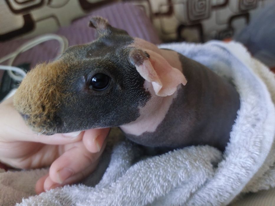 Ищем жениха для нашей девочки