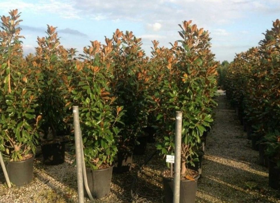 Magnolia grandiflora de mai multe dimensiuni, Magnolia soulangeana etc