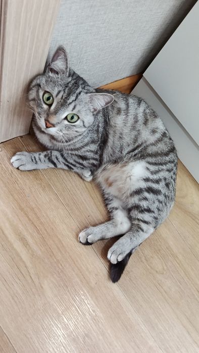 Продам кота,породистый!