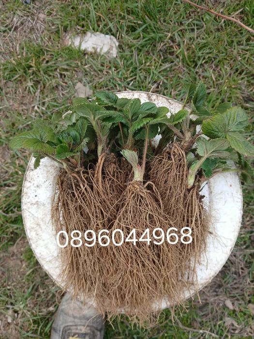 Продавам разсад ягоди и малини