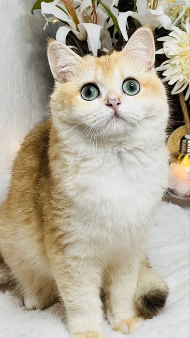 Британская шиншилла ny11