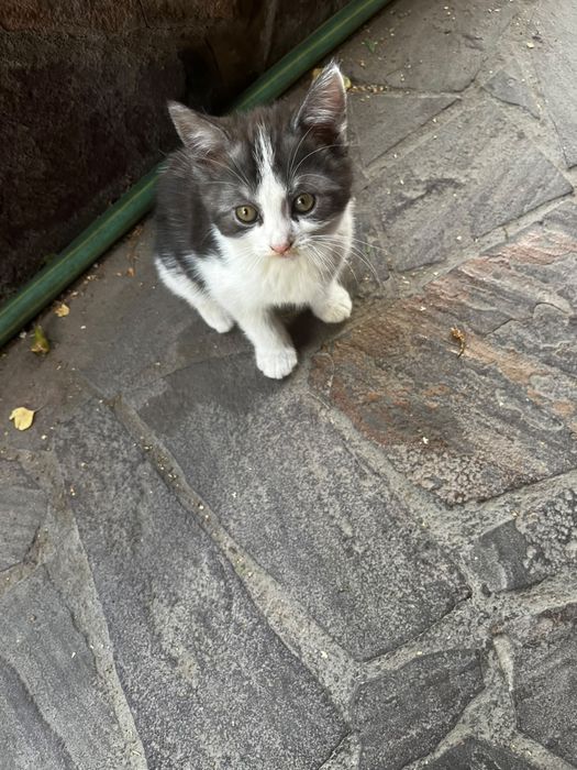Отдам котят мама веслоухая