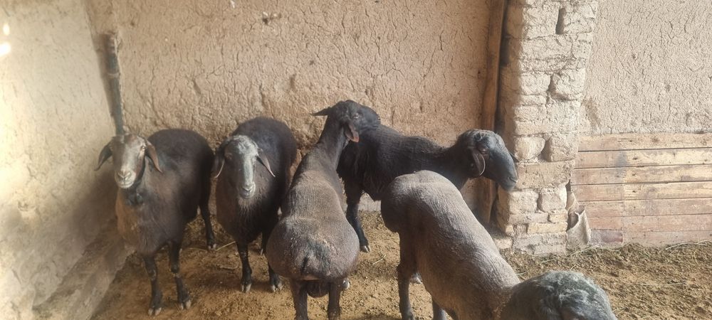 Qochqorlar sotiladi  10 dona