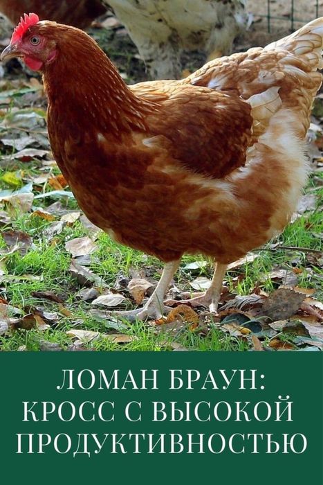 Куры несушки ломан браун