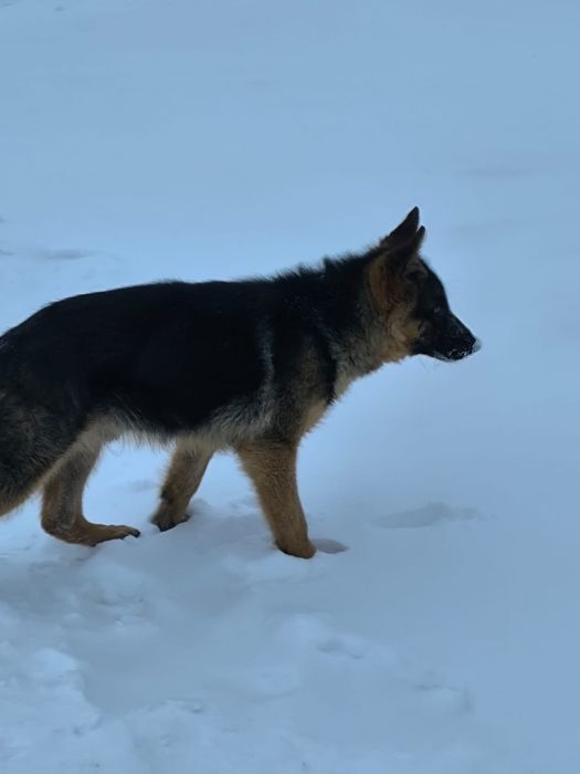 Продам овчарку немецкую