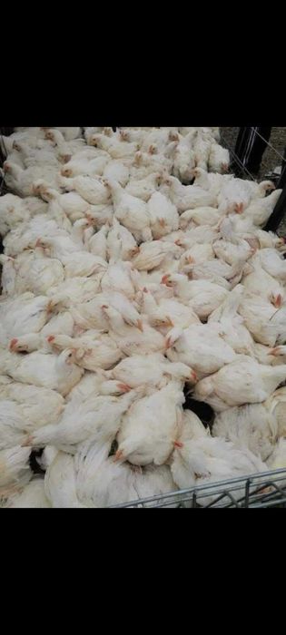 vand pui albi si colarti de rasa mixta,vand si en gross