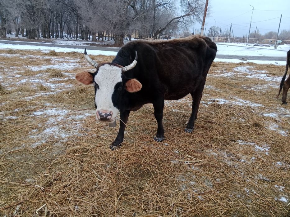 Продам  Стельную Корову