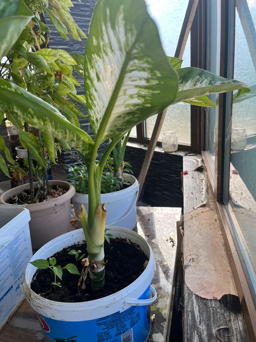 Дифенбахия - стайно цвете