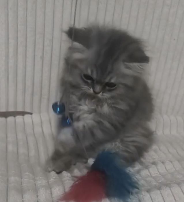 Персидские котята