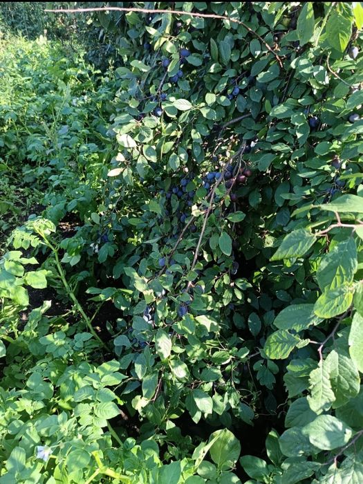 Продам дачу  по Красной ярской трассе