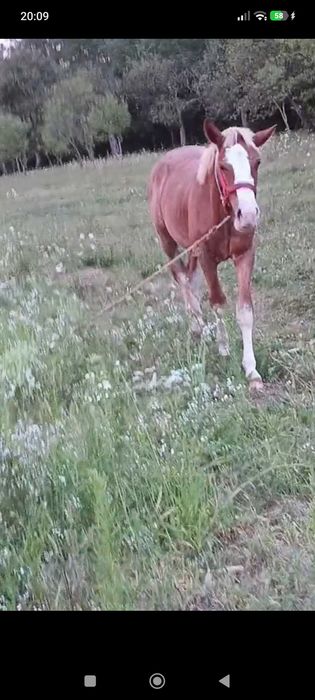 Doresc să vind un mânz sau schimb cu ATV