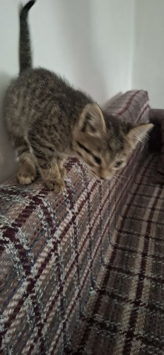 Отдам Котёнка в добрые руки