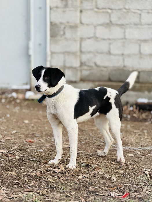 Принцесса ищет семью. Добрая собака