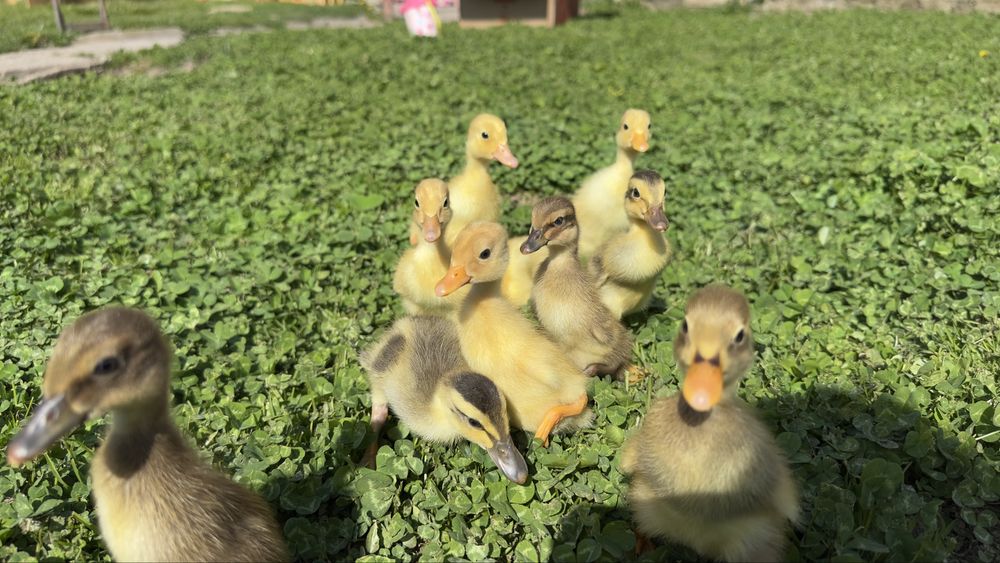 Boboci de rate indiene alergatoare