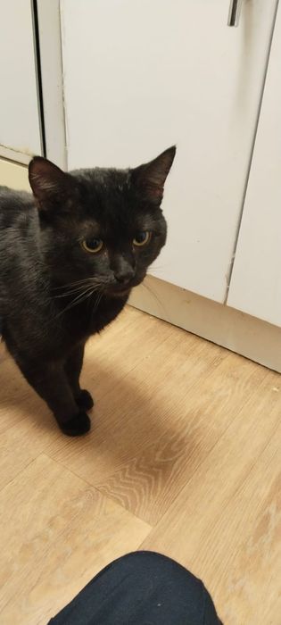 Отдам кота в хорошие руки