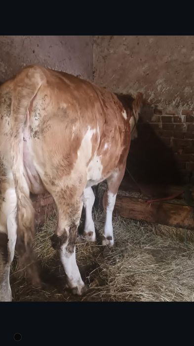 De vânzare o juninca