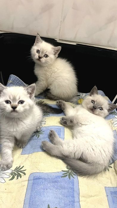 Британские котята