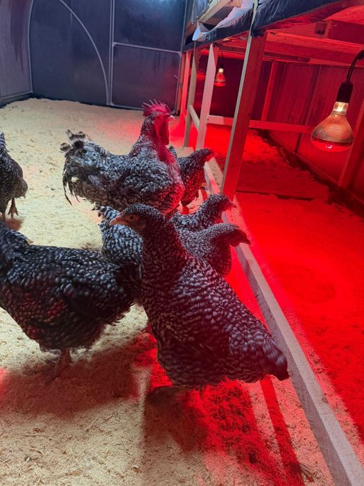 Циплята один месяц.